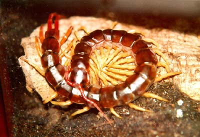 scolopendra_subspinipes.jpg (33183 ֽ)