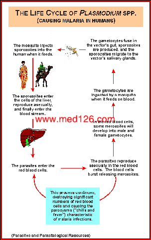 plasmodium_lifecycle.gif (26857 ֽ)