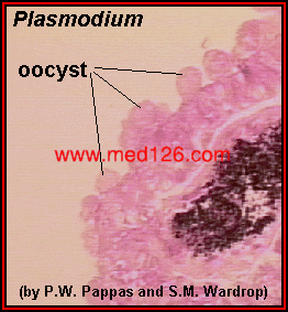 plasmodium_oocyst_1.gif (40761 ֽ)