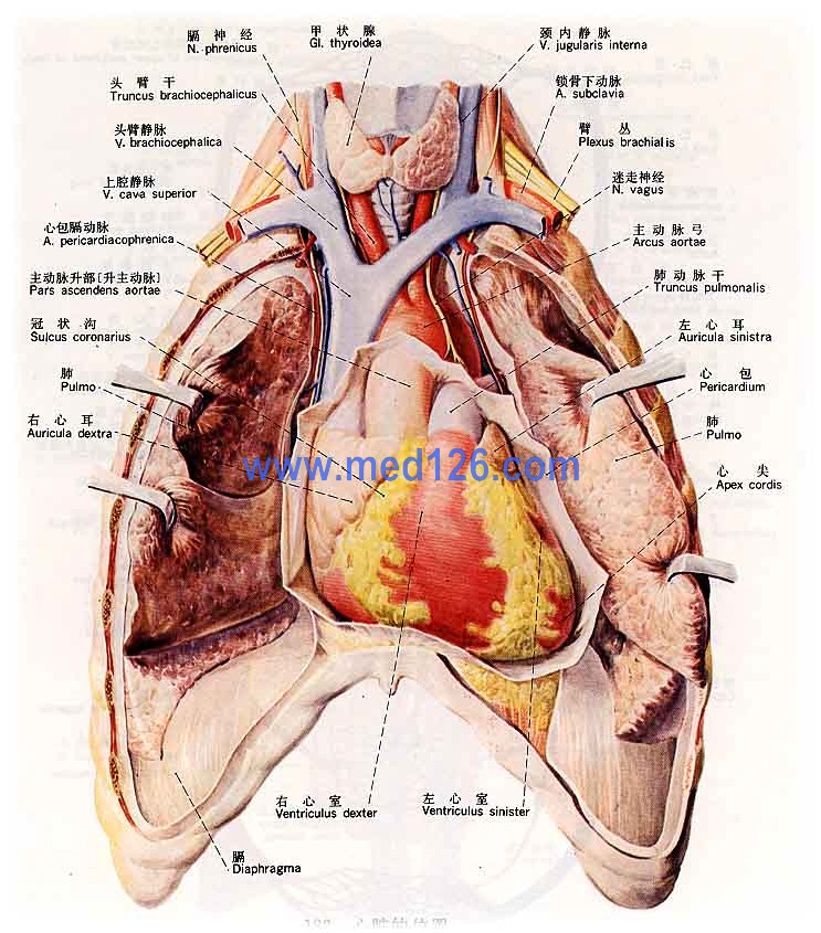 肋骨对应的内脏器官图图片